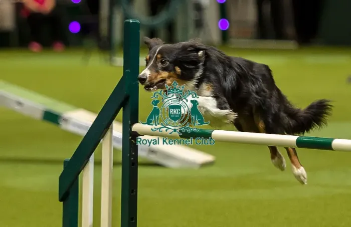 Framed Print : Crufts 2019 - Day One, NEC, UK - 7 Mar 2019 Framed Print : Crufts 2019 - Day One, NEC, UK - 7 Mar 2019