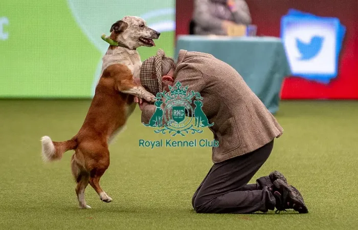 Framed Print : Crufts 2019 - Day One, NEC, UK - 7 Mar 2019 Framed Print : Crufts 2019 - Day One, NEC, UK - 7 Mar 2019