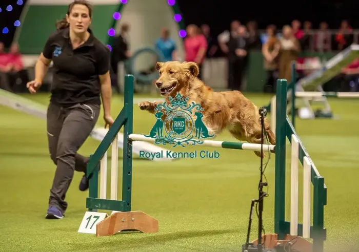 Framed Print : Crufts 2019 - Day One, NEC, UK - 7 Mar 2019 Framed Print : Crufts 2019 - Day One, NEC, UK - 7 Mar 2019