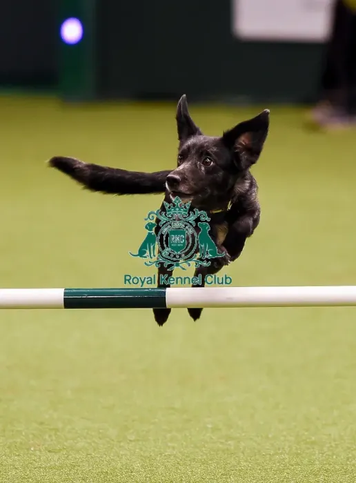 Framed Print : Crufts 2019 - Day One, NEC, UK - 7 Mar 2019 Framed Print : Crufts 2019 - Day One, NEC, UK - 7 Mar 2019