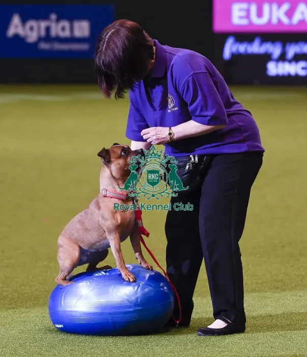 Framed Print : Crufts 2019 - Day One, NEC, UK - 7 Mar 2019 Framed Print : Crufts 2019 - Day One, NEC, UK - 7 Mar 2019