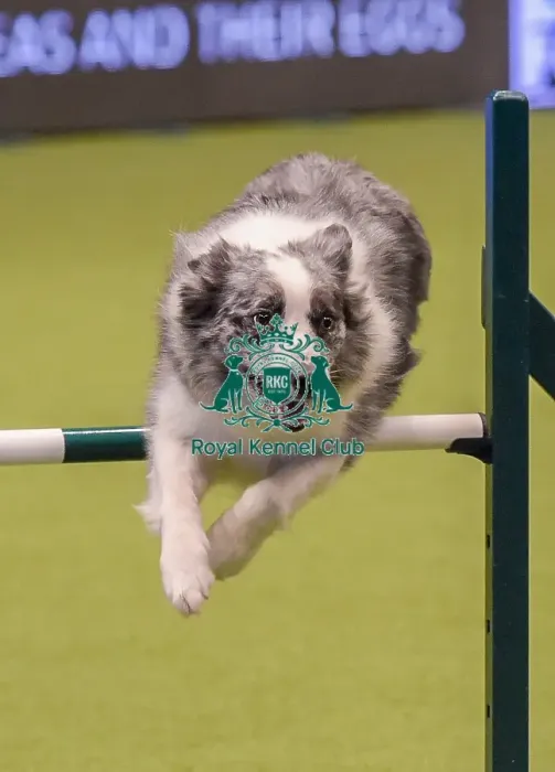 Framed Print : Crufts 2019 - Day One, NEC, UK - 7 Mar 2019 Framed Print : Crufts 2019 - Day One, NEC, UK - 7 Mar 2019