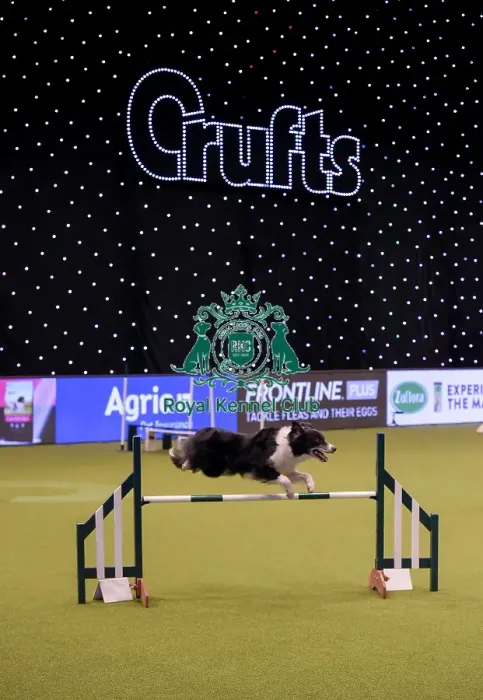 Framed Print : Crufts 2019 - Day One, NEC, UK - 7 Mar 2019 Framed Print : Crufts 2019 - Day One, NEC, UK - 7 Mar 2019