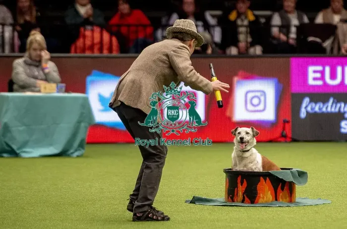 Framed Print : Crufts 2019 - Day One, NEC, UK - 7 Mar 2019 Framed Print : Crufts 2019 - Day One, NEC, UK - 7 Mar 2019