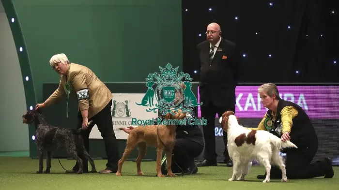 Framed Print : Crufts 2019 - Day One, NEC, UK - 7 Mar 2019 Framed Print : Crufts 2019 - Day One, NEC, UK - 7 Mar 2019