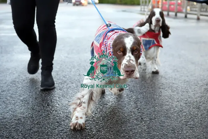 Framed Print : Crufts 2019 - Day One, NEC, UK - 7 Mar 2019 Framed Print : Crufts 2019 - Day One, NEC, UK - 7 Mar 2019