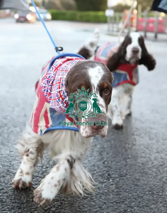 Framed Print : Crufts 2019 - Day One, NEC, UK - 7 Mar 2019 Framed Print : Crufts 2019 - Day One, NEC, UK - 7 Mar 2019