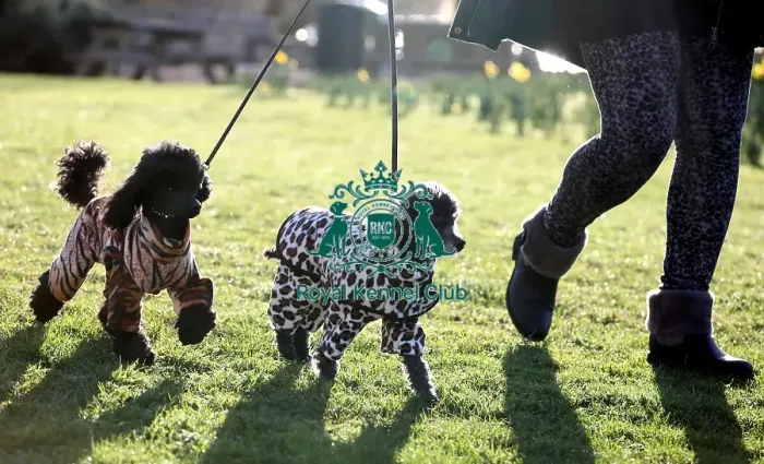 Framed Print : Crufts 2019 - Day One, NEC, UK - 7 Mar 2019 Framed Print : Crufts 2019 - Day One, NEC, UK - 7 Mar 2019