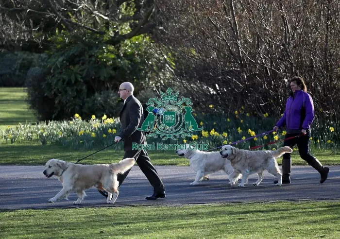 Framed Print : Crufts 2019 - Day One, NEC, UK - 7 Mar 2019 Framed Print : Crufts 2019 - Day One, NEC, UK - 7 Mar 2019