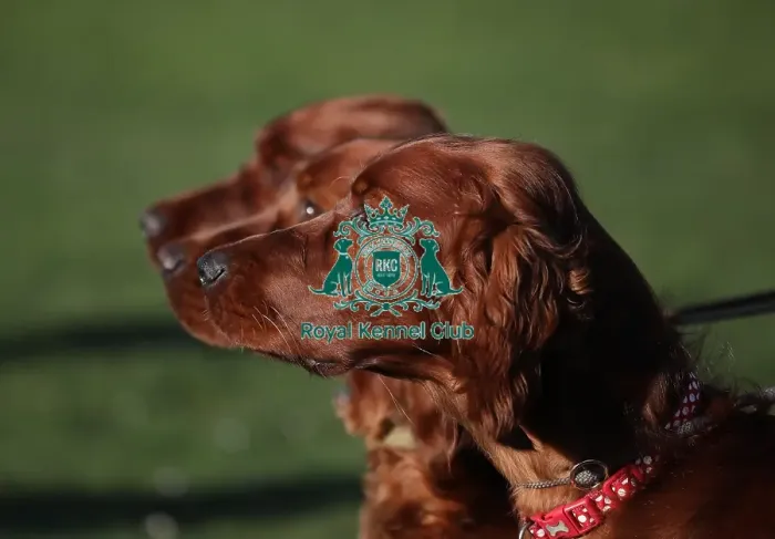 Framed Print : Crufts 2019 - Day One, NEC, UK - 7 Mar 2019