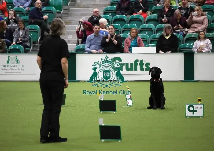 Framed Print : Crufts 2019 - Day One, NEC, UK - 7 Mar 2019 Framed Print : Crufts 2019 - Day One, NEC, UK - 7 Mar 2019