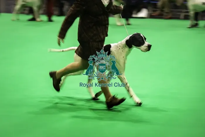 Framed Print : Crufts 2019 - Day One, NEC, UK - 7 Mar 2019 Framed Print : Crufts 2019 - Day One, NEC, UK - 7 Mar 2019
