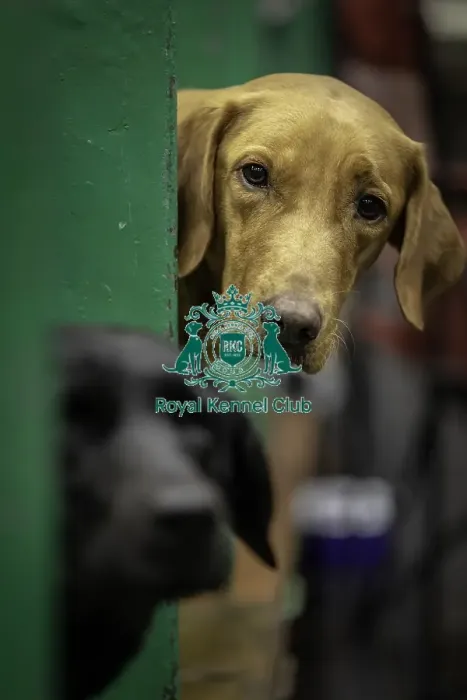 Framed Print : Crufts 2019 - Day One, NEC, UK - 7 Mar 2019