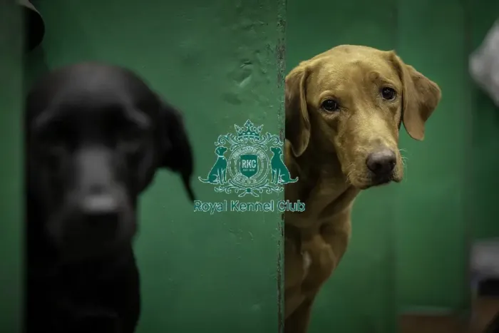Framed Print : Crufts 2019 - Day One, NEC, UK - 7 Mar 2019