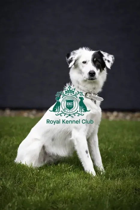 Framed Print : Crufts 2019 - Day One, NEC, UK - 7 Mar 2019 Framed Print : Crufts 2019 - Day One, NEC, UK - 7 Mar 2019