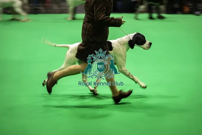 Framed Print : Crufts 2019 - Day One, NEC, UK - 7 Mar 2019 Framed Print : Crufts 2019 - Day One, NEC, UK - 7 Mar 2019