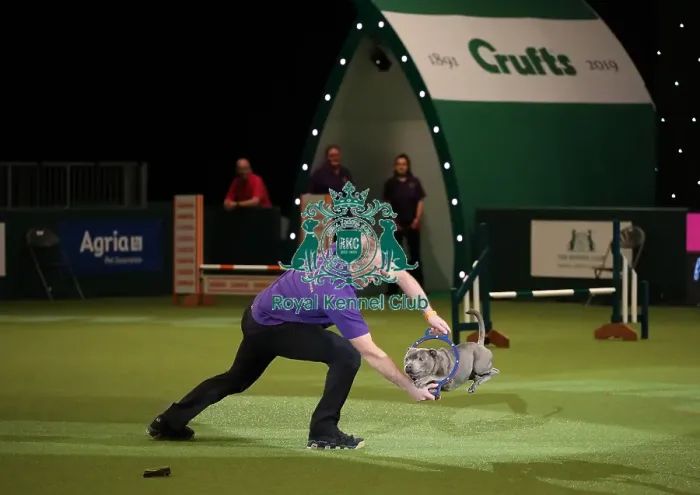 Framed Print : Crufts 2019 - Day One, NEC, UK - 7 Mar 2019 Framed Print : Crufts 2019 - Day One, NEC, UK - 7 Mar 2019