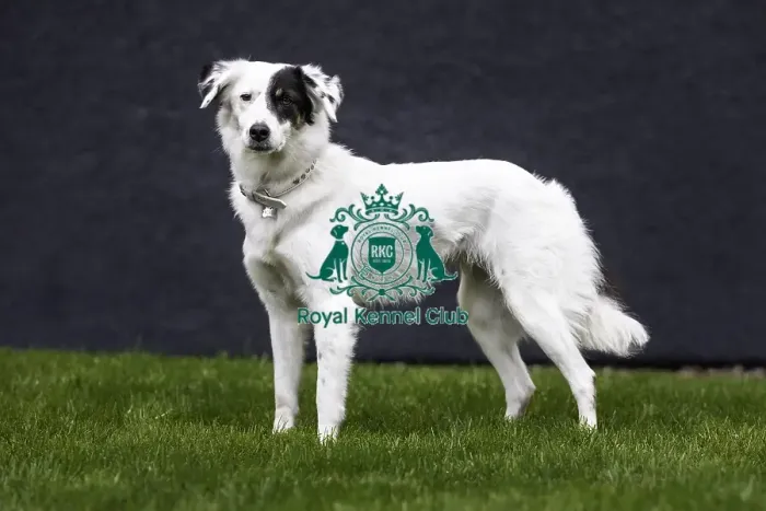 Framed Print : Crufts 2019 - Day One, NEC, UK - 7 Mar 2019 Framed Print : Crufts 2019 - Day One, NEC, UK - 7 Mar 2019