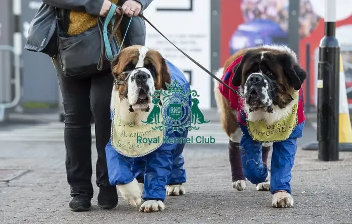 Framed Print : Crufts 2019 - Day One, NEC, UK - 7 Mar 2019 Framed Print : Crufts 2019 - Day One, NEC, UK - 7 Mar 2019