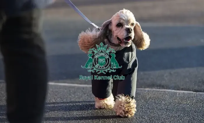 Framed Print : Crufts 2019 - Day One, NEC, UK - 7 Mar 2019 Framed Print : Crufts 2019 - Day One, NEC, UK - 7 Mar 2019