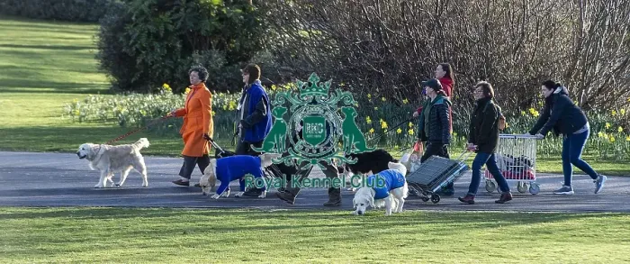 Framed Print : Crufts 2019 - Day One, NEC, UK - 7 Mar 2019 Framed Print : Crufts 2019 - Day One, NEC, UK - 7 Mar 2019