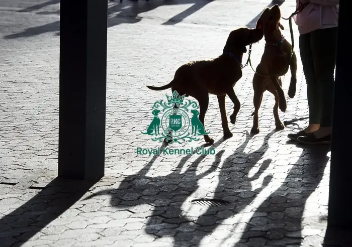 Framed Print : Crufts 2019 - Day One, NEC, UK - 7 Mar 2019 Framed Print : Crufts 2019 - Day One, NEC, UK - 7 Mar 2019