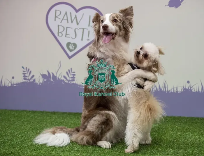 Framed Print : Crufts 2019 - Day One, NEC, UK - 7 Mar 2019 Framed Print : Crufts 2019 - Day One, NEC, UK - 7 Mar 2019