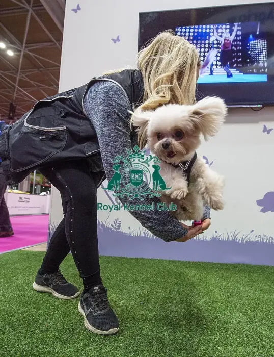Framed Print : Crufts 2019 - Day One, NEC, UK - 7 Mar 2019 Framed Print : Crufts 2019 - Day One, NEC, UK - 7 Mar 2019