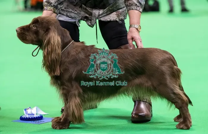 Framed Print : Crufts 2019 - Day One, NEC, UK - 7 Mar 2019 Framed Print : Crufts 2019 - Day One, NEC, UK - 7 Mar 2019