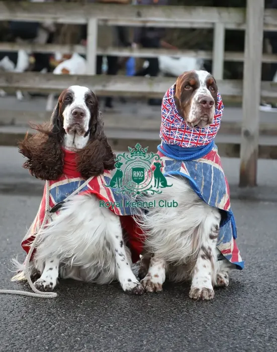 Framed Print : Crufts 2019 - Day One, NEC, UK - 7 Mar 2019 Framed Print : Crufts 2019 - Day One, NEC, UK - 7 Mar 2019