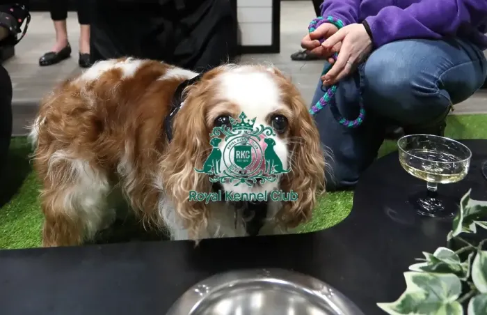Framed Print : Crufts 2019 - Day One, NEC, UK - 7 Mar 2019