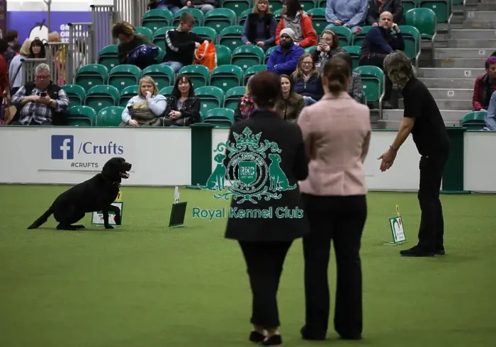Framed Print : Crufts 2019 - Day One, NEC, UK - 7 Mar 2019 Framed Print : Crufts 2019 - Day One, NEC, UK - 7 Mar 2019