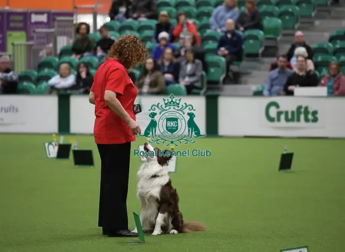 Framed Print : Crufts 2019 - Day One, NEC, UK - 7 Mar 2019 Framed Print : Crufts 2019 - Day One, NEC, UK - 7 Mar 2019