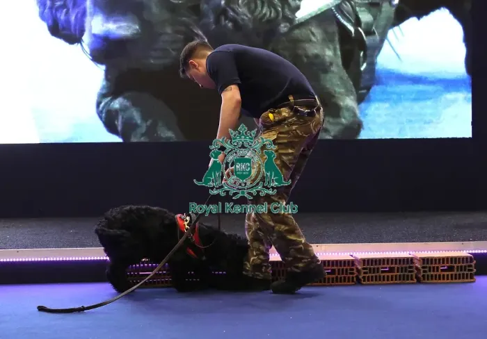 Framed Print : Crufts 2019 - Day One, NEC, UK - 7 Mar 2019 Framed Print : Crufts 2019 - Day One, NEC, UK - 7 Mar 2019