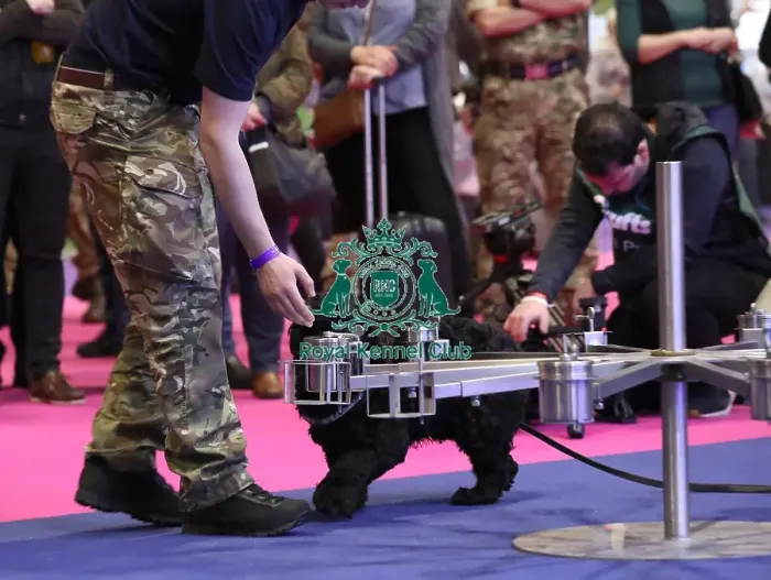 Framed Print : Crufts 2019 - Day One, NEC, UK - 7 Mar 2019 Framed Print : Crufts 2019 - Day One, NEC, UK - 7 Mar 2019