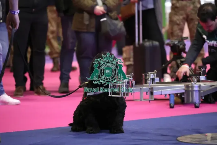 Framed Print : Crufts 2019 - Day One, NEC, UK - 7 Mar 2019 Framed Print : Crufts 2019 - Day One, NEC, UK - 7 Mar 2019