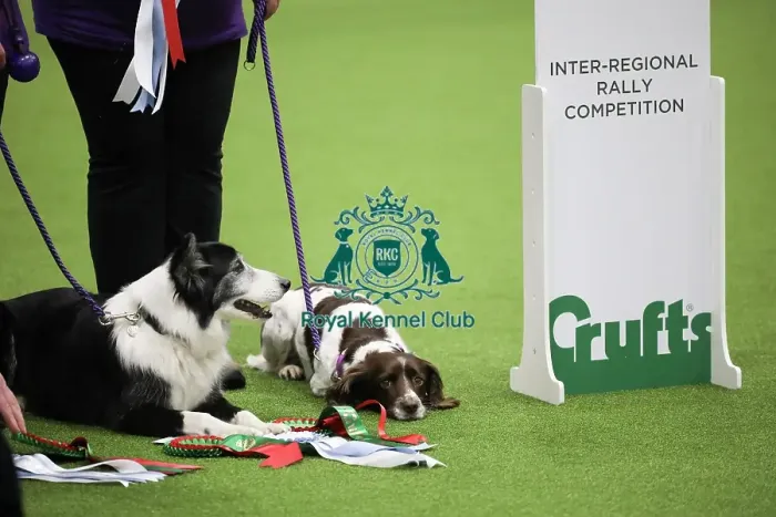 Framed Print : Crufts 2019 - Day One, NEC, UK - 7 Mar 2019 Framed Print : Crufts 2019 - Day One, NEC, UK - 7 Mar 2019