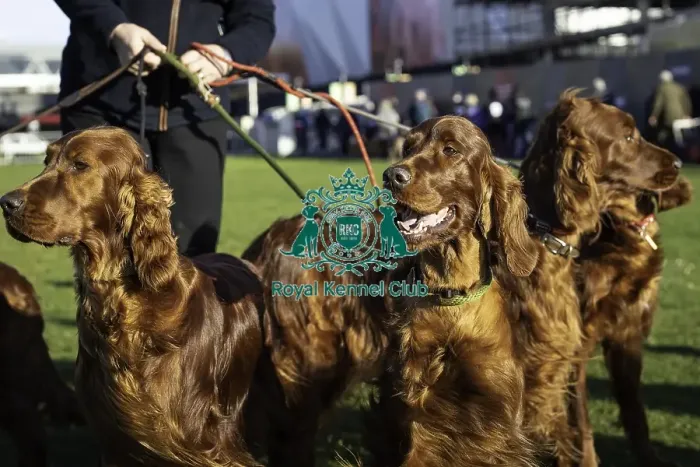 Framed Print : Crufts 2019 - Day One, NEC, UK - 7 Mar 2019