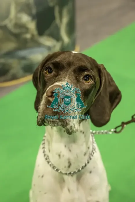 Framed Print : Crufts 2019 - Day One, NEC, UK - 7 Mar 2019 Framed Print : Crufts 2019 - Day One, NEC, UK - 7 Mar 2019
