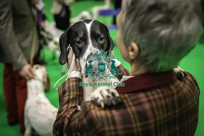 Framed Print : Crufts 2019 - Day One, NEC, UK - 7 Mar 2019 Framed Print : Crufts 2019 - Day One, NEC, UK - 7 Mar 2019
