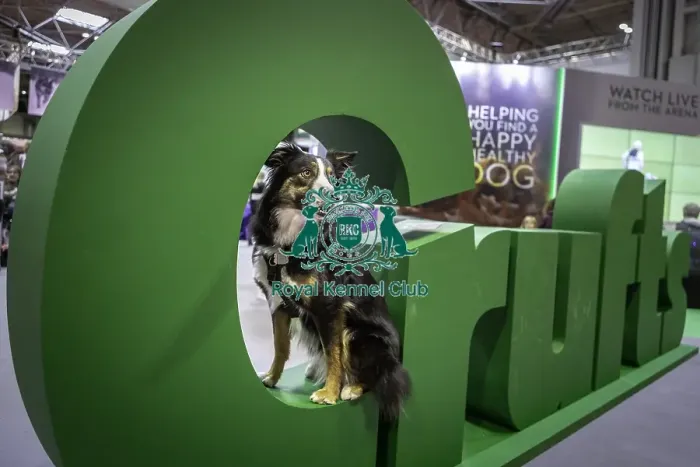 Framed Print : Crufts 2019 - Day One, NEC, UK - 7 Mar 2019