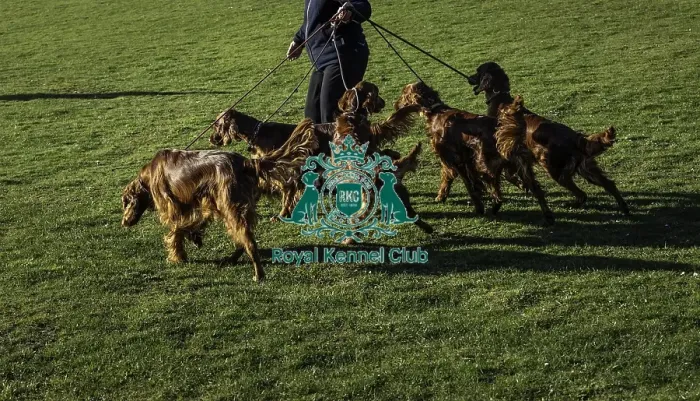 Framed Print : Crufts 2019 - Day One, NEC, UK - 7 Mar 2019