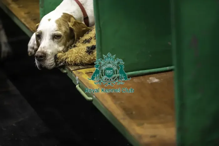 Framed Print : Crufts 2019 - Day One, NEC, UK - 7 Mar 2019 Framed Print : Crufts 2019 - Day One, NEC, UK - 7 Mar 2019