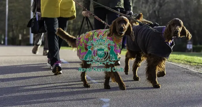 Framed Print : Crufts 2019 - Day One, NEC, UK - 7 Mar 2019