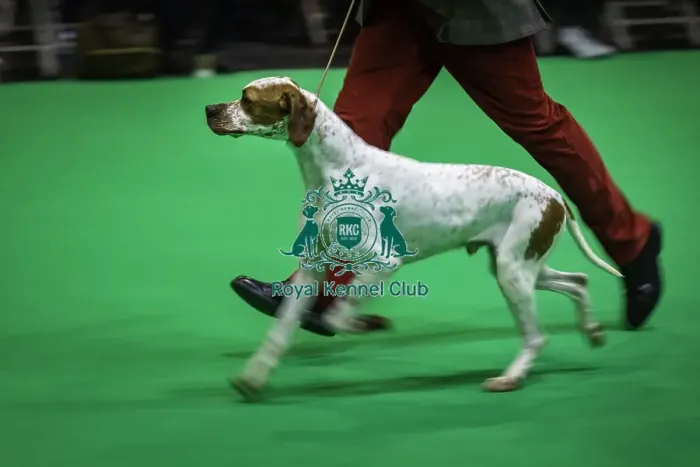 Framed Print : Crufts 2019 - Day One, NEC, UK - 7 Mar 2019 Framed Print : Crufts 2019 - Day One, NEC, UK - 7 Mar 2019
