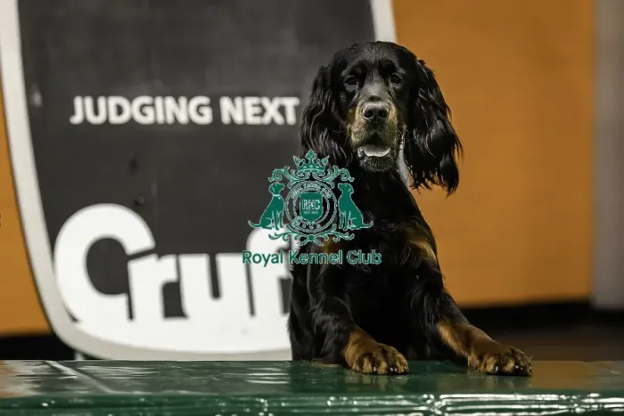 Framed Print : Crufts 2019 - Day One, NEC, UK - 7 Mar 2019 Framed Print : Crufts 2019 - Day One, NEC, UK - 7 Mar 2019