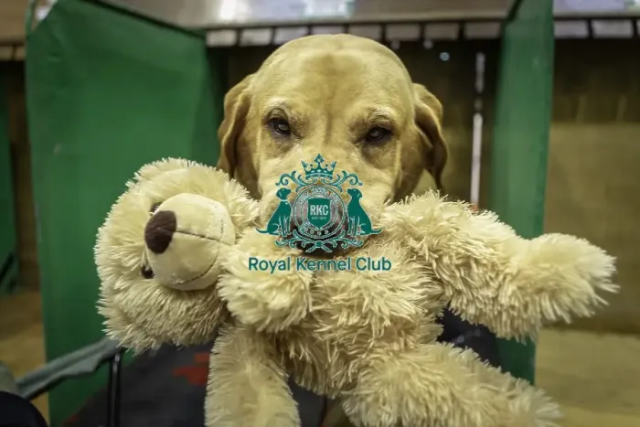 Framed Print : Crufts 2019 - Day One, NEC, UK - 7 Mar 2019 Framed Print : Crufts 2019 - Day One, NEC, UK - 7 Mar 2019