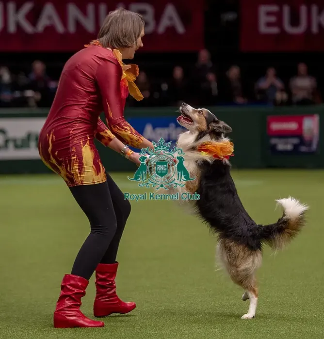 Framed Print : Crufts 2019 - Day One, NEC, UK - 7 Mar 2019 Framed Print : Crufts 2019 - Day One, NEC, UK - 7 Mar 2019
