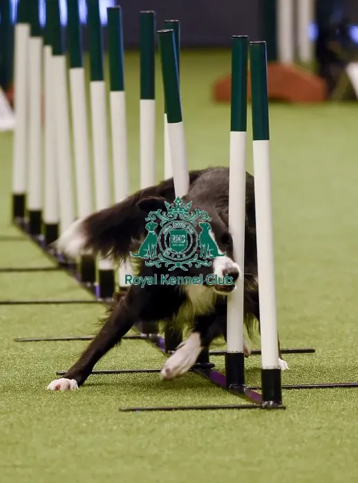 Framed Print : Crufts 2019 - Day One, NEC, UK - 7 Mar 2019 Framed Print : Crufts 2019 - Day One, NEC, UK - 7 Mar 2019