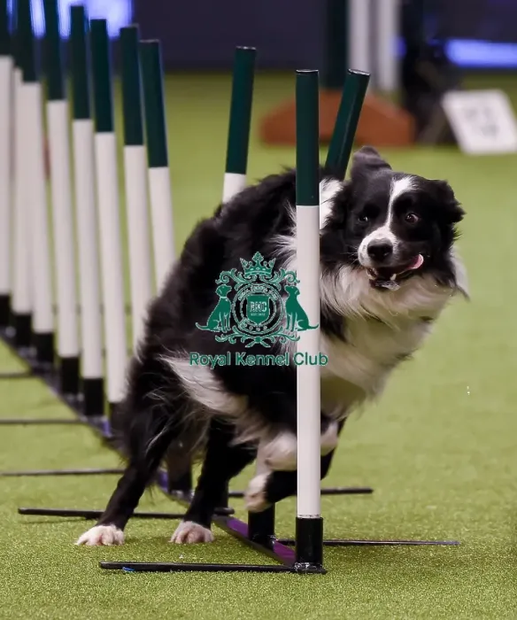 Framed Print : Crufts 2019 - Day One, NEC, UK - 7 Mar 2019 Framed Print : Crufts 2019 - Day One, NEC, UK - 7 Mar 2019